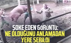Şoke eden görüntü: Boğanın darbesiyle yere serildi