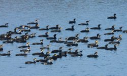 Samsun’da Su Kuşlarının Göç Hareketlerinin Ekolojik Önemi