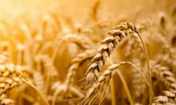 Samsun’da Tahıl Bazlı Yemeklerin Geçmişten Bugüne Yolculuğu