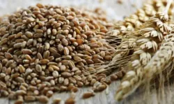 Samsun Mutfağında Tahılın Geçmişten Bugüne Kullanımı