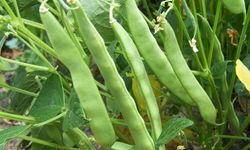 Samsun Mutfağında Tarladan Sofraya Uzanan Gelenek