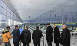 Bafra Sera OTB'de topraksız çilek üretimi