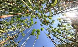 Samsun'da kenevir üretimi için son tarih uyarısı: Başvurular 1 Nisan'da bitiyor