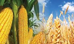 Samsun Mutfağında Mısır ve Buğdayın Birlikte Kullanımı