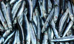 Samsun Mutfağında Balığın Mevsimsel Önemi