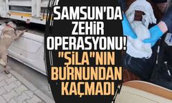 Samsun'da zehir operasyonu! "Şila"nın burnundan kaçmadı