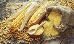 Samsun’da Mısırın Sofralardaki Merkezi Rolü