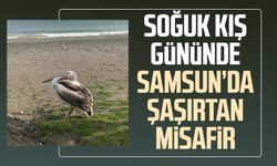 Soğuk kış gününde Samsun’da şaşırtan misafir