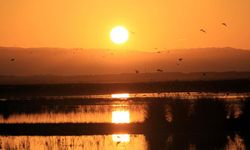 Kızılırmak Deltası’nda Kuş Gözlemi Rehberi