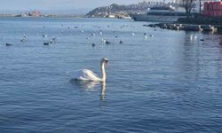 Samsun'da yabani kuşlardan görsel şölen