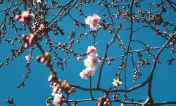 Baharın Samsun Sokaklarına Gelişi