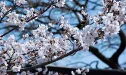 Baharın Samsun Sokaklarına Yansıması