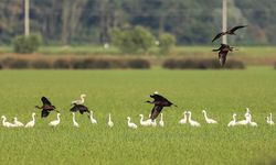 Kızılırmak Deltası Kuş Cenneti’nde Doğa Gözlemi