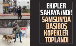 Başıboş sokak köpekleri toplanarak barınağa götürüldü