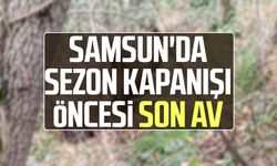 Samsun'da avcıların sezon finali: 3 domuz avlandı