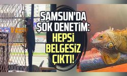 Koruma altındaki 3 hayvan Samsun'da ele geçirildi