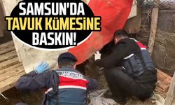Samsun'da tavuk kümesine baskın! 2 gözaltı