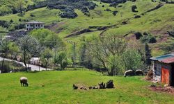 Salıpazarı’nda Kırsal Yaşam ve Doğal Üretim