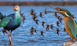 Kızılırmak Deltası Kuş Cenneti’nde Doğa Günlüğü