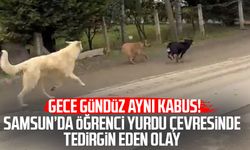 Samsun’da Turgut Özal Yurdu çevresinde başıboş köpek kabusu