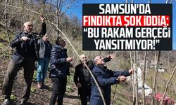 Samsun'da fındık rekoltesi için şok iddia: “Bu rakam gerçeği yansıtmıyor!”