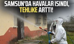 Samsun'da kokarca zararlısına karşı mücadele sürüyor