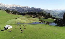 Kavak’ta Yayla ve Orman Rotaları