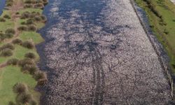 Baharın güzelliği deltada: Su papatyaları ve mandalarıyla ziyaretçilerin ilgi odağı