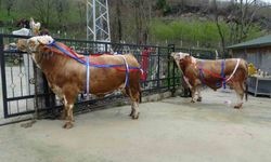 Kurban Bayramı yaklaşırken tonluk kurbanlıklar satışta