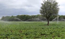 Samsun'da tarım, hayvancılık ve kırsal kalkınmaya 3 milyar TL üzerinde destek