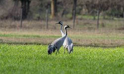 Turnaların izinde: 2026 izleme çalışmaları sürüyor