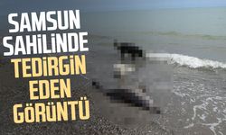 Sahile vuran ölü yunuslar tedirgin ediyor