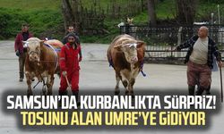 Kurban Bayramı yaklaşırken tonluk kurbanlıklar satışta