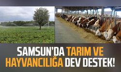 Samsun'da tarım, hayvancılık ve kırsal kalkınmaya 3 milyar TL üzerinde destek