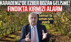 Samsun'da fındıkta kırmızı alarm