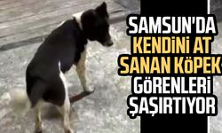 Samsun'da kendini at sanan köpek ilgi odağı oldu