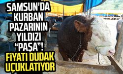 Kurban pazarının 'Paşa'sı 1,3 tonluk boğa