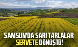 Samsun'da kanola üretimi 47 bin dekara ulaştı: Ekonomiye 350 milyon TL katkı