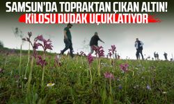 'Topraktaki altın' salebin hasadı başladı: Kilosu 12 bin TL