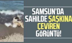 Samsun'da ölü inek kıyıya vurdu!