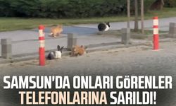 Atakum sahilinde tavşanlar dikkat çekti