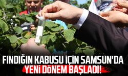 Kokarcanın sonunu samuray arısı getirecek: 1,65 milyonluk biyolojik savaş