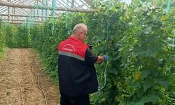 Çarşamba'da hasat öncesi pestisit denetimleri sürüyor