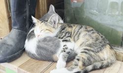 Tekir kediler gölgede molada