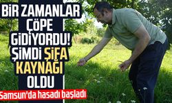 Kestane çiçeklerinde hasat başladı: Antioksidan deposu çay oluyor