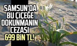 Samsun sahillerini süsleyen kum zambağını koparan yandı: Cezası 699 bin TL