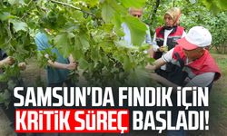 Samsun'da fındıkta rekolte mesaisi: Bahçelerde sayım başladı