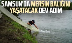 Yeşilırmak'a 30 bin Mersin balığı yavrusu bırakıldı
