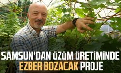 OMÜ'de geliştirilen yerli üzüm projesiyle hedef: İlaçsız yetişen çekirdeksiz ve kokulu üzüm