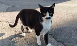'Pala bıyıklı kedi' görenlerin dikkatini çekiyor